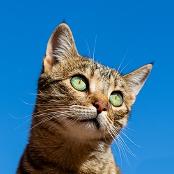 gray tabby with sky in the background
