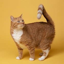 orange and white cat with orange background